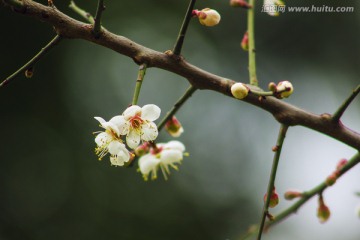 盛开的梅花