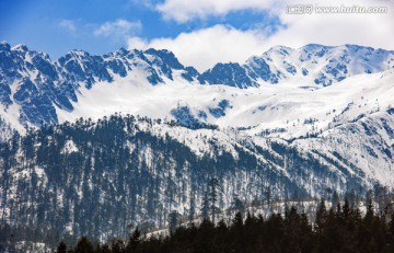 雪山 松树 林海雪原