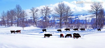 冬雪新疆伊犁那拉提草原牧场
