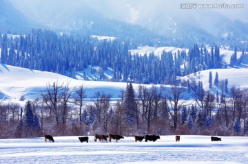 新疆伊犁那拉提草原冬季旅游美景
