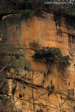 岩石小树