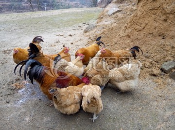 乡村农家土鸡 原生态放养鸡