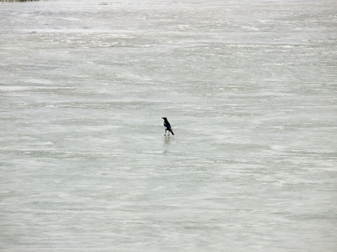 冰面上一只喜鹊