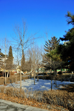 长春冬季公园风景