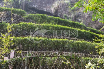 武夷山岩茶园 大红袍茶园