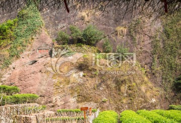 武夷山岩茶园 大红袍茶园