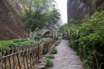 武夷山景区小路 林荫小道