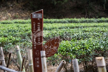 武夷山岩茶园 大红袍茶园