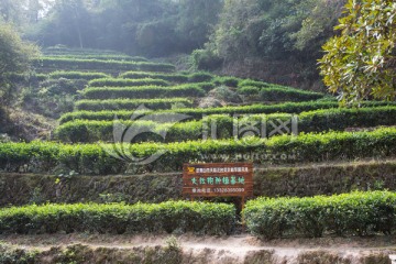 武夷山岩茶园 大红袍茶园