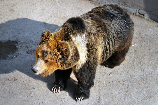棕熊