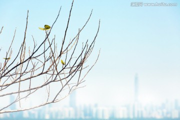 树枝背后的城市