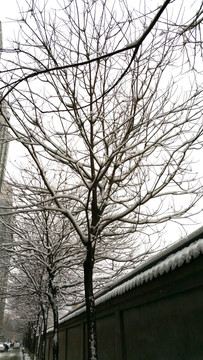 雪景