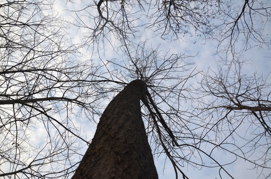 树枝