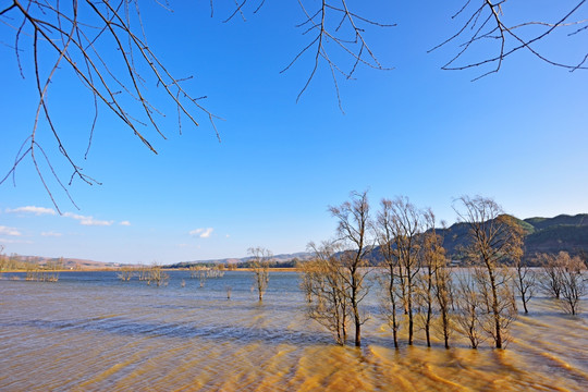 湿地地球之肺