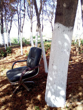 树林里的椅子