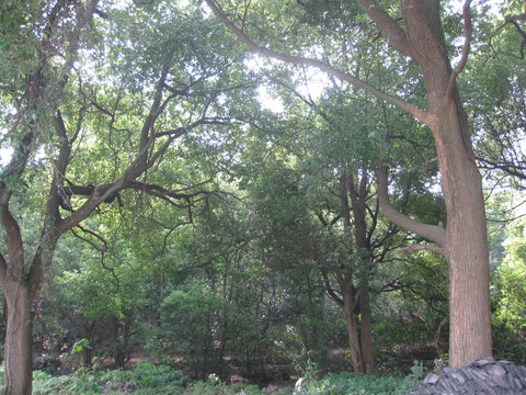 香樟树林