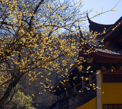 杭州灵隐寺