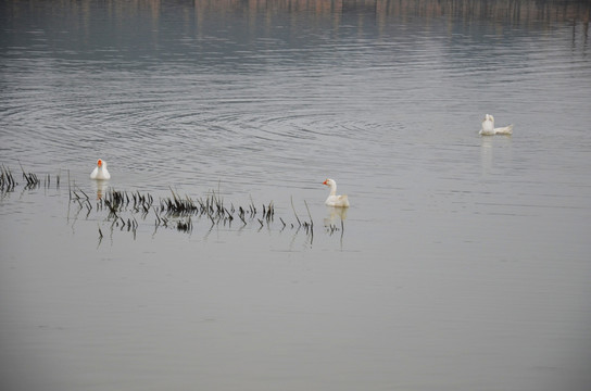 太湖里的白鹅