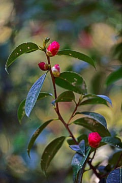 山茶花