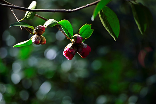 山茶花