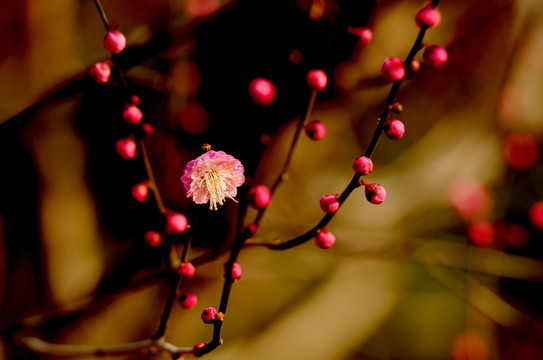 春梅花开