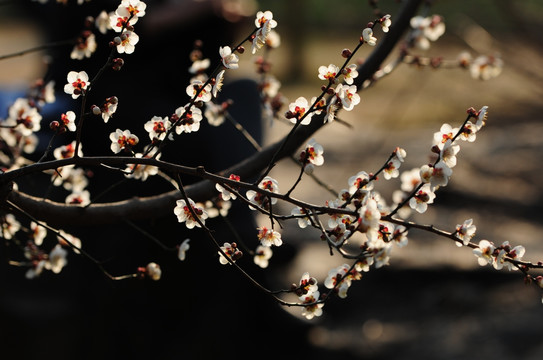 梅花迎春