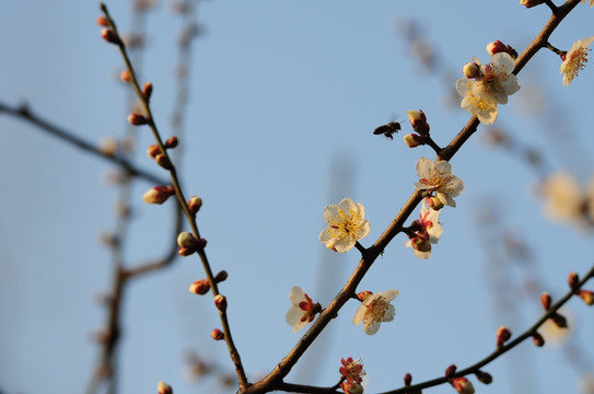 梅花迎春