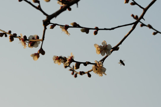 梅花迎春