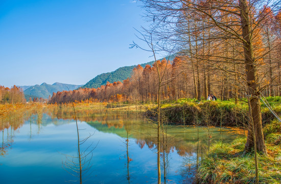 山水风光 临海红衫林