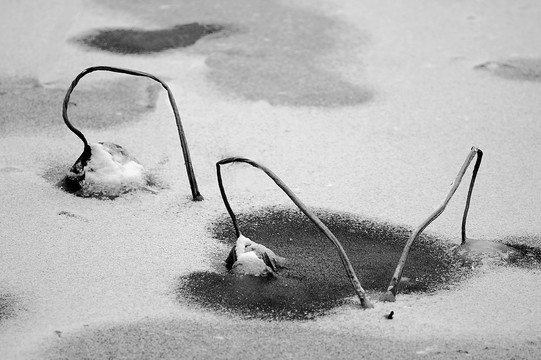 昆湖雪荷