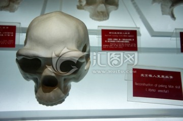 北京猿人复原头骨