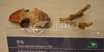 草兔头骨化石