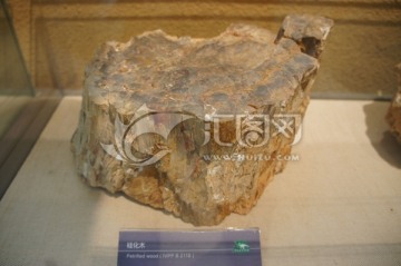 硅化木化石