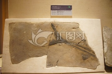 刘氏比耶鱼化石