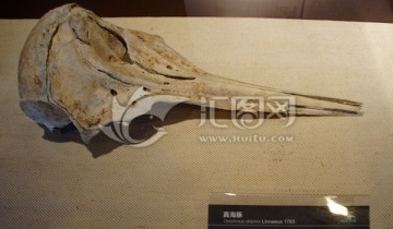 真海豚化石