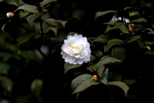 山茶 山茶花 菊花茶 白茶花