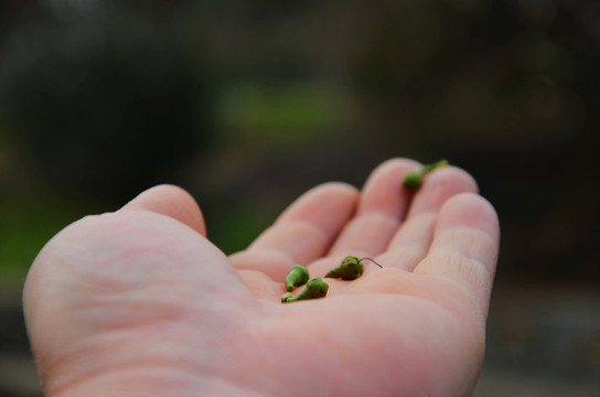 碧螺春嫩芽