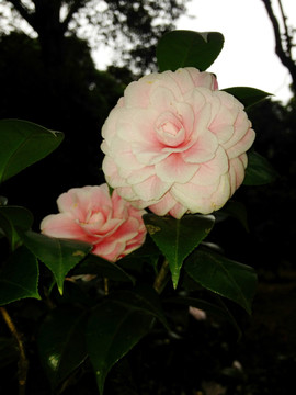 粉白色的茶树花