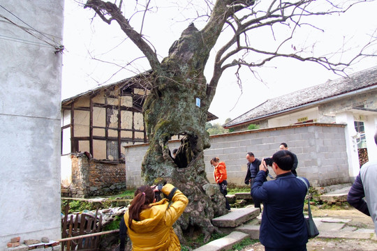 古树 岁月 摄影师 旅游 采风