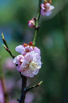 梅花