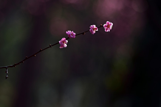 梅花