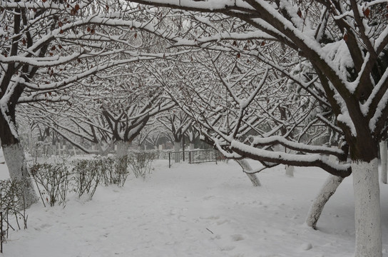 樱林雪景