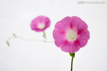 粉色喇叭花
