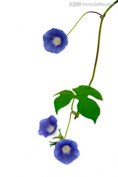 三朵盛开的蓝色喇叭花
