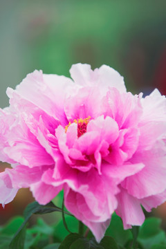 牡丹花