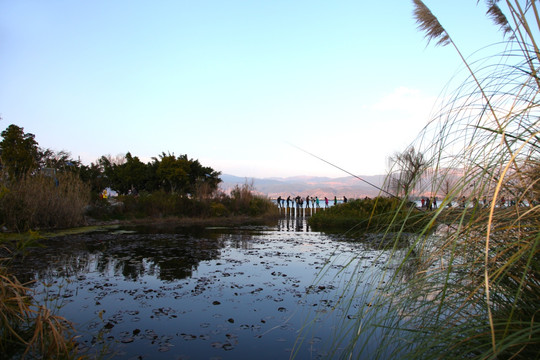 生态湿地