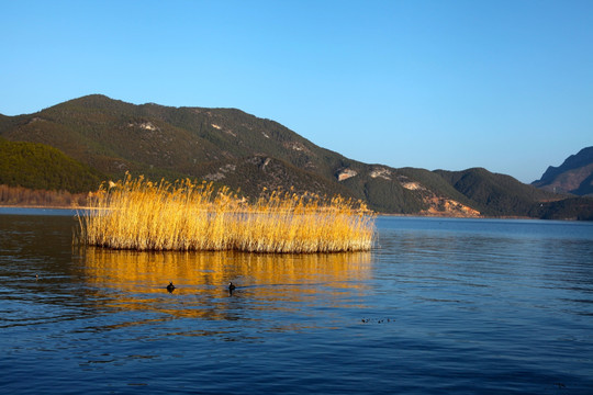 生态湿地