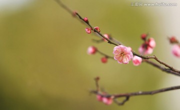 梅花 红梅