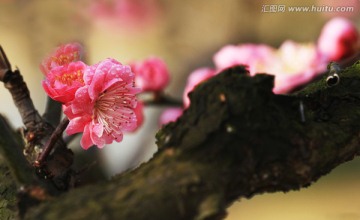 梅花 红梅