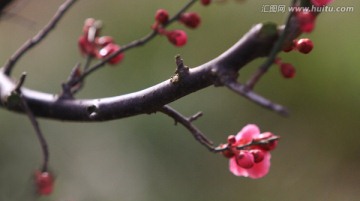 梅花 红梅